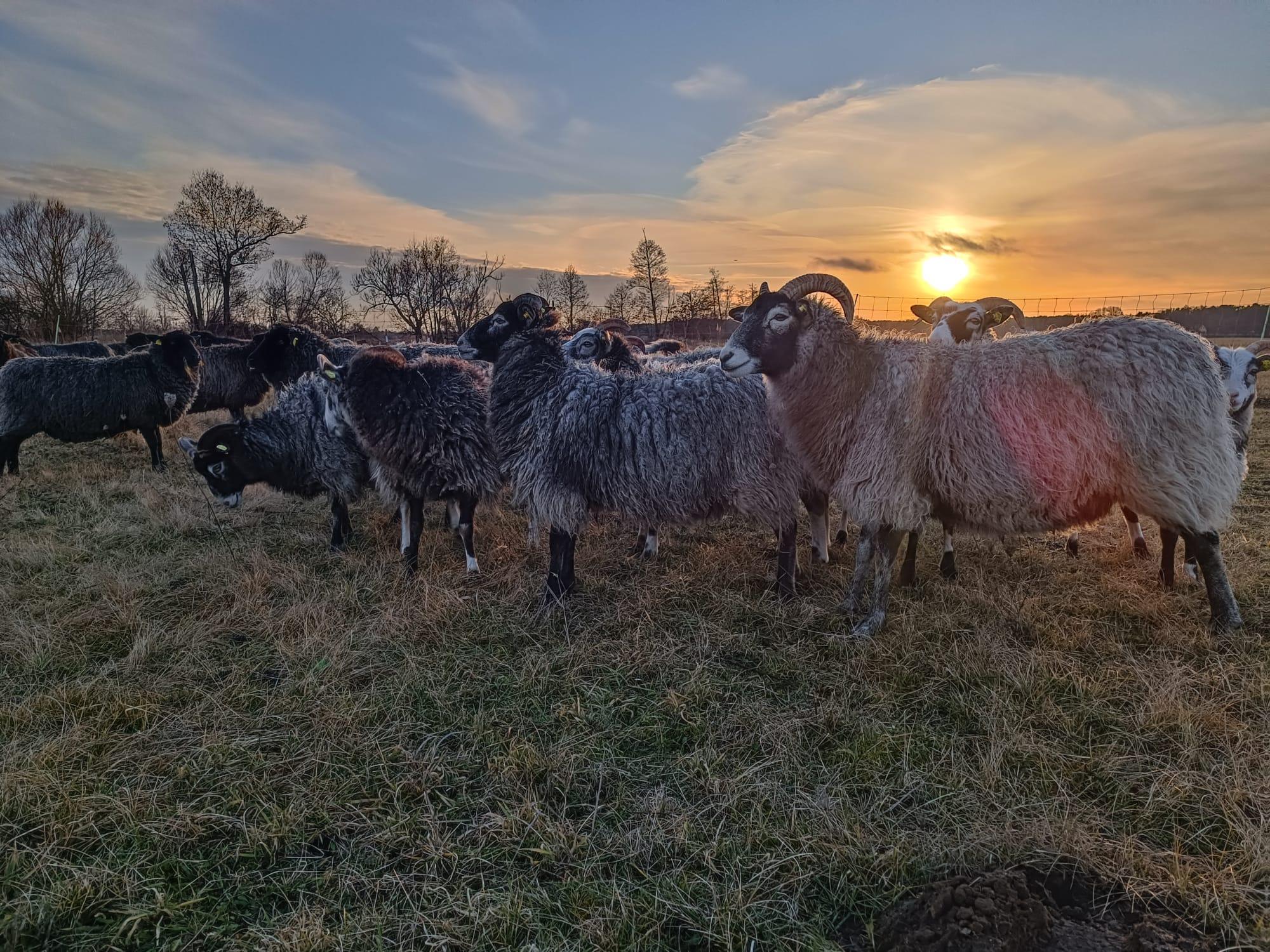 Referenzfläche Müggelspree & Wernsdorf: Schafe stehen für nachhaltige Wiesenpflege