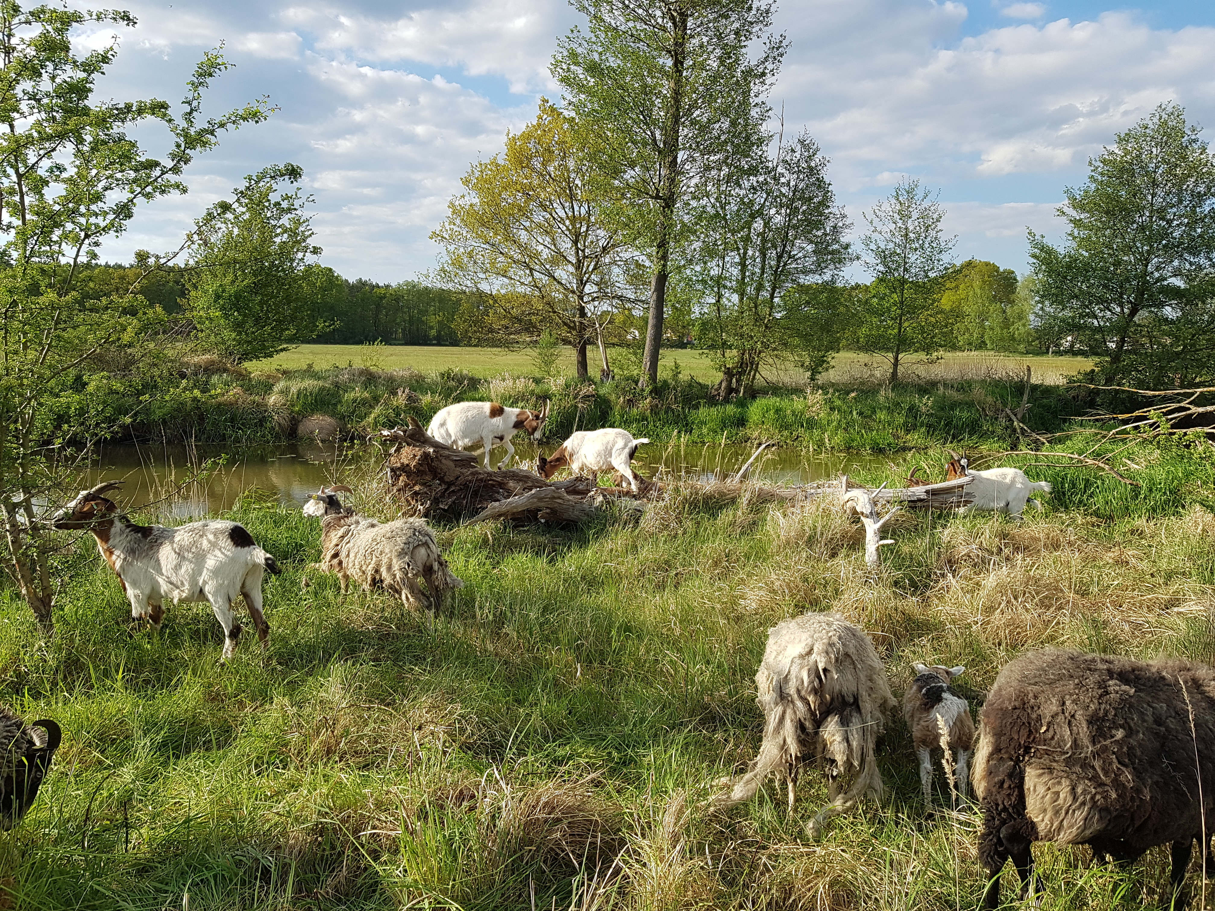 Beispielfoto: Schafherde Landschaftspflege Oder-Spree