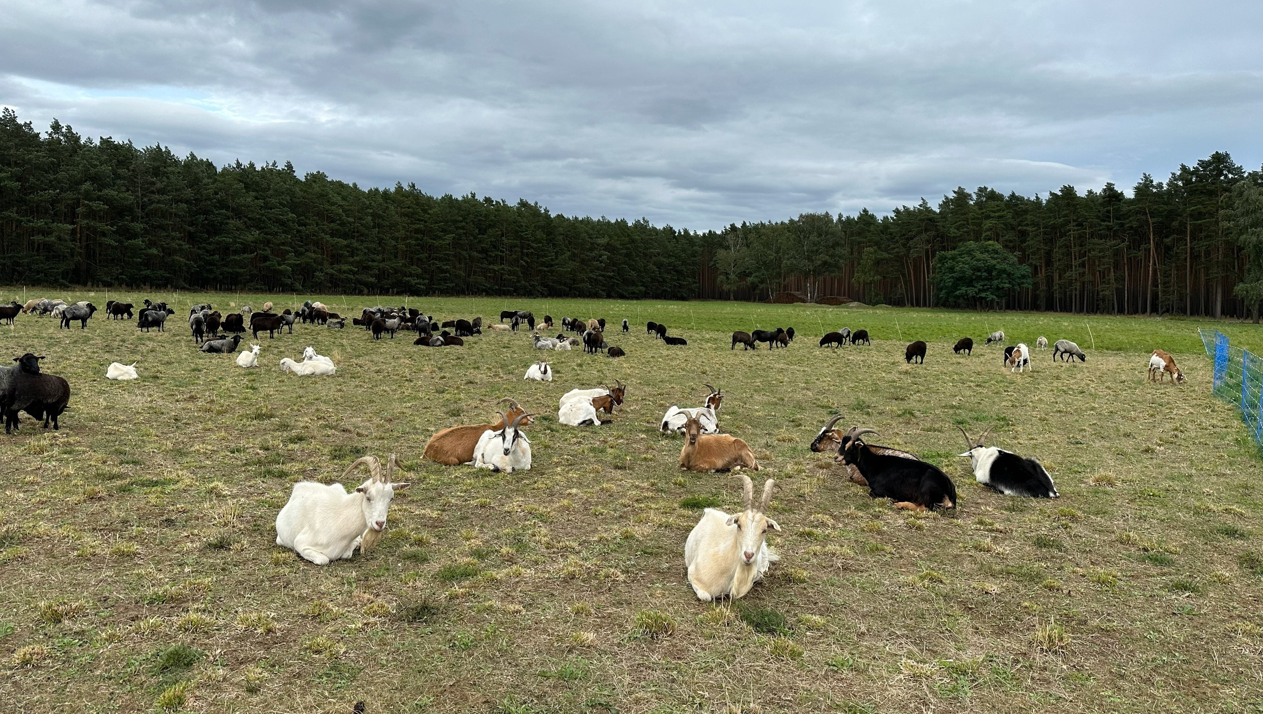 Schafe auf Bio-Wiese